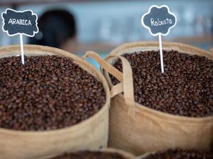 7 Perbedaan Kopi Arabika dan Robusta yang Perlu Diketahui Pencinta Kopi 7 Perbedaan Kopi Arabika dan Robusta yang Perlu Diketahui Pencinta Kopi