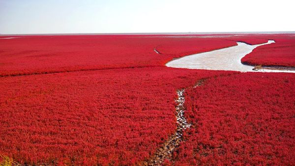 Foto: Pantai Semerah Darah yang Sungguh Ada
