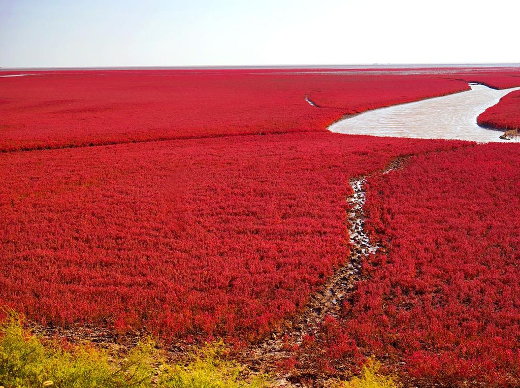 Foto: Pantai Semerah Darah yang Sungguh Ada Foto: Pantai Semerah Darah yang Sungguh Ada