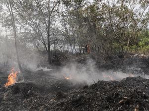 Waduh! Hutan Hujan Sumatera Terancam Dicoret dari Warisan Dunia UNESCO Waduh! Hutan Hujan Sumatera Terancam Dicoret dari Warisan Dunia UNESCO