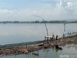 Ratusan Hektare Sawah Masih Kebanjiran, Petani di Kudus Belum Bisa Tanam
