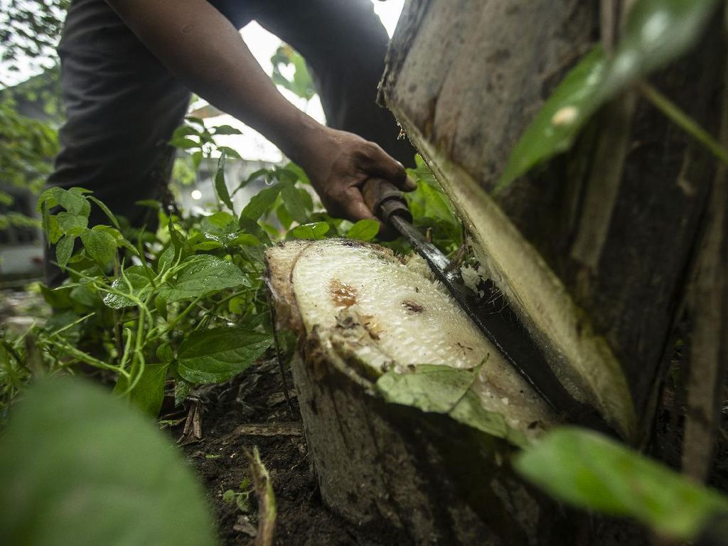 Sering Dianggap Sampah, Bonggol Pisang Bisa Datangkan Cuan Sering Dianggap Sampah, Bonggol Pisang Bisa Datangkan Cuan
