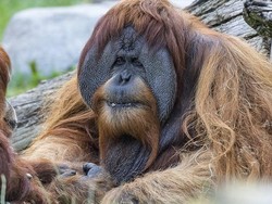 Vaksin Corona Eksperimen Diberikan pada Orangutan di San Diego