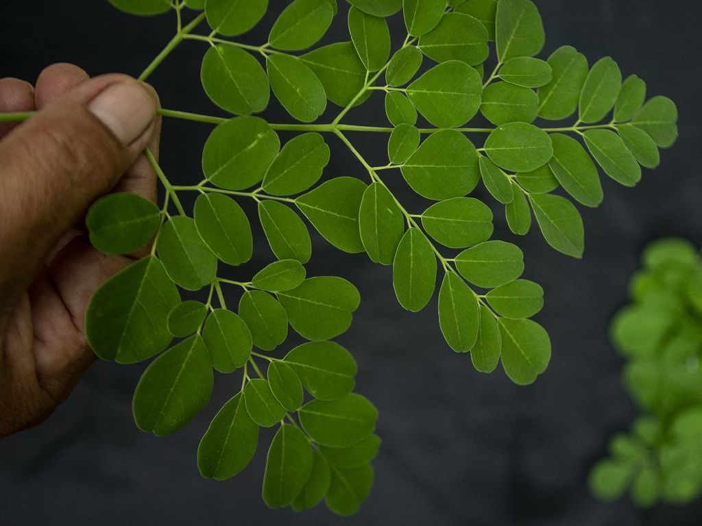Masker Daun Kelor Dipercaya Bikin Awet Muda, Ini Cara Buatnya Masker Daun Kelor Dipercaya Bikin Awet Muda, Ini Cara Buatnya