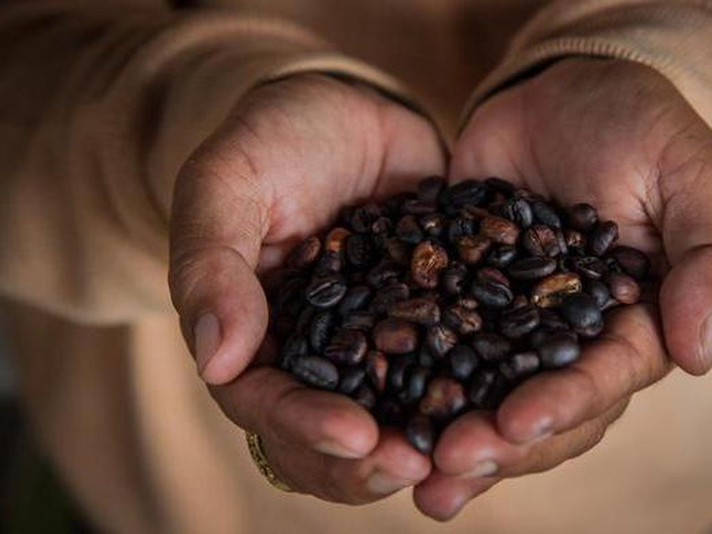 Tiga Varian Kopi Indonesia Ramaikan Pasar Kopi Jerman Tiga Varian Kopi Indonesia Ramaikan Pasar Kopi Jerman