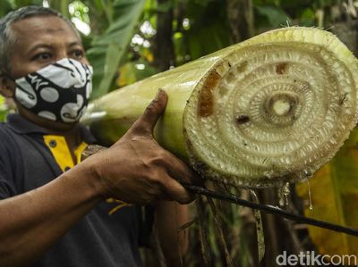 Gurihnya Bisnis Keripik Bonggol Pisang