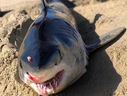 Hiu Ditemukan Mati di Pantai Meksiko, Ternyata Dibunuh Ikan Pari