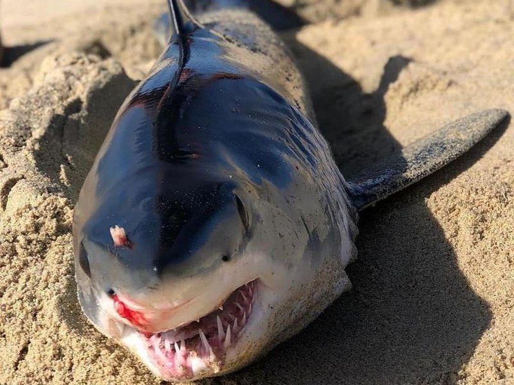 Hiu Ditemukan Mati di Pantai Meksiko, Ternyata Dibunuh Ikan Pari Hiu Ditemukan Mati di Pantai Meksiko, Ternyata Dibunuh Ikan Pari
