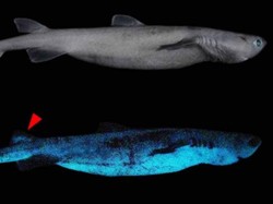 Keren! Tim Peneliti Temukan Hiu Glow In The Dark di Selandia Baru