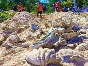 Filipina Sita Kerang Raksasa Senilai Rp 365 M