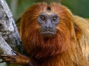 Ketika Vaksinasi Monyet Dapat Menghentikan Pandemi