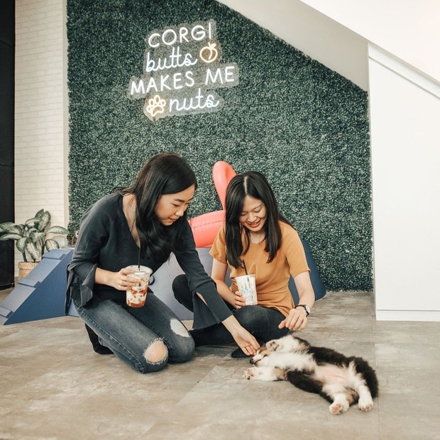 Pet cafe mama corgi