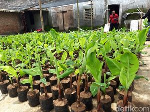 Kenapa Pohon Pisang Harus Ditebang Setelah Berbuah? Ini Alasannya Kenapa Pohon Pisang Harus Ditebang Setelah Berbuah? Ini Alasannya