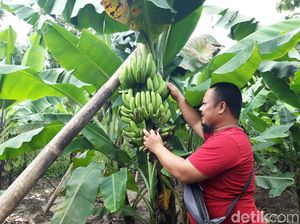 Menengok Kebun Pisang Cavendish Garapan BUMDes di Boyolali