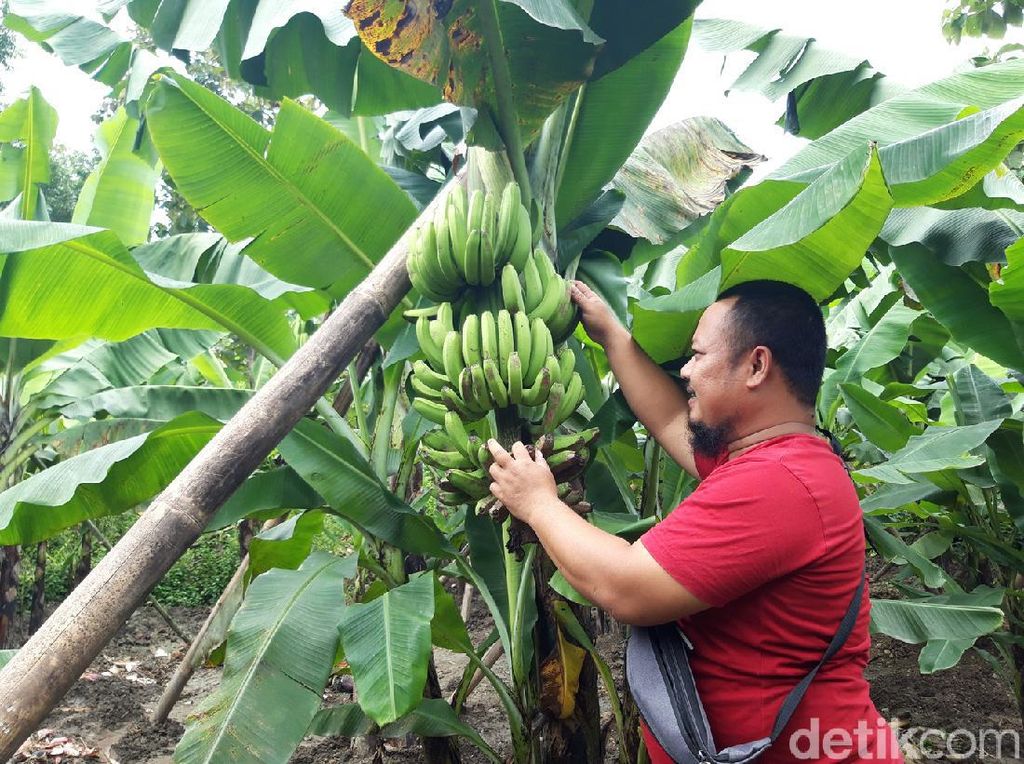 Menengok Kebun Pisang Cavendish Garapan BUMDes di Boyolali Menengok Kebun Pisang Cavendish Garapan BUMDes di Boyolali
