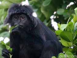 Peta Persebaran Flora dan Fauna di Indonesia & Faktor yang Mempengaruhinya