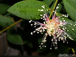 44 Cabang Ilmu Biologi: Anatomi hingga Zoologi