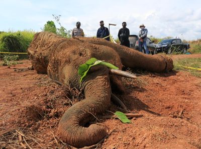 Melihat Proses Nekropsi Gajah Sumatera di Aceh
