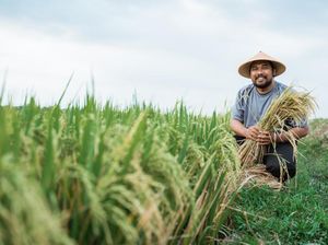 Produksi Padi Diramal Naik, Guru Besar IPB Ingatkan 3 Hal Penting