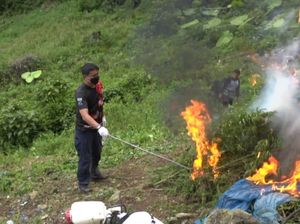 Polres Jakbar Temukan Ladang Milik Bandar 115 Kg Ganja di Madina Sumut Polres Jakbar Temukan Ladang Milik Bandar 115 Kg Ganja di Madina Sumut