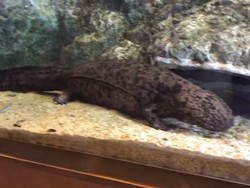 Selamat Jalan Salamander Raksasa Terbesar di Jepang