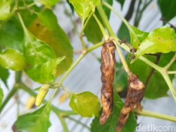 Duh! Curah Hujan Tinggi Bisa Ganggu Pasokan-Harga Pangan Jelang Ramadan