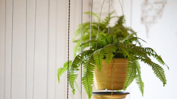 Pot of hanging Boston fern, hanging green plant decoration