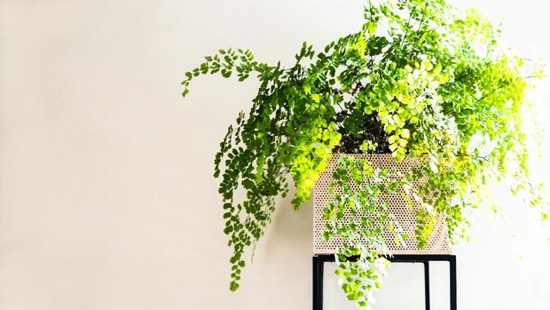 Tanaman Suplir Maiden fern in pink plant stand