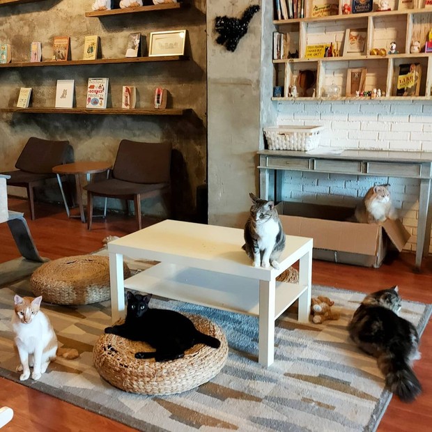 The cat cabin jakarta