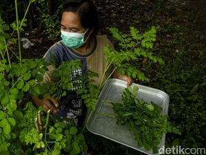 Kepala BKKBN Minta Kelor Dideklarasikan Jadi Pangan Nasional RI