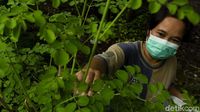 Warga Bantul Sulap Daun Kelor Jadi Makanan hingga Masker
