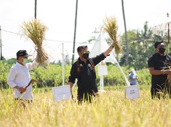 Cek Agrowisata Sawah di Jateng, Mentan: Bisa Diduplikasi Tempat Lain