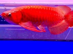 Arwana Super Red Tembus Pasar Lokal hingga ASEAN dan China