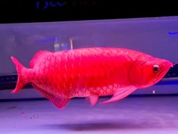 4 Jurus Rawat Arwana Super Red Biar Harganya Tembus Ratusan Juta