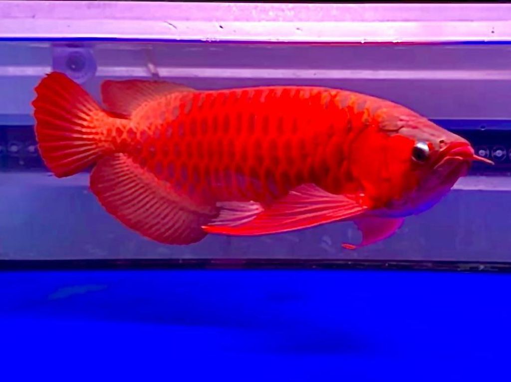 Gegara Akuarium Tak Dibersihkan, Istri Ini Tega Goreng Ikan Arwana Mahal Milik Suami Gegara Akuarium Tak Dibersihkan, Istri Ini Tega Goreng Ikan Arwana Mahal Milik Suami