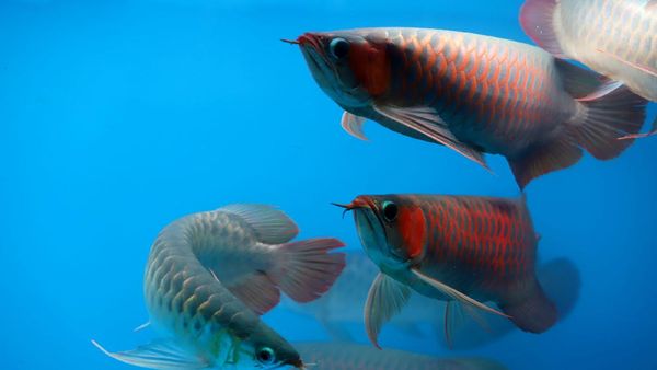 Ini Dia Jenis Arwana Terbaik Dunia