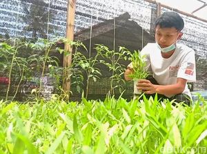 Isi Waktu Luang, Pelajar SMK Bisnis Hidroponik Raup Omzet Jutaan