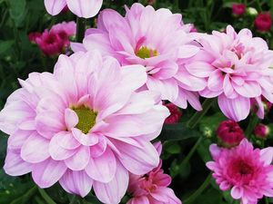 Menengok Cantiknya Krisan dan Menikmati Coklat Banyu Langit di Yogyakarta Menengok Cantiknya Krisan dan Menikmati Coklat Banyu Langit di Yogyakarta