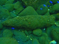 Nelayan Banyuwangi Temukan 3 Mortir di Selat Bali