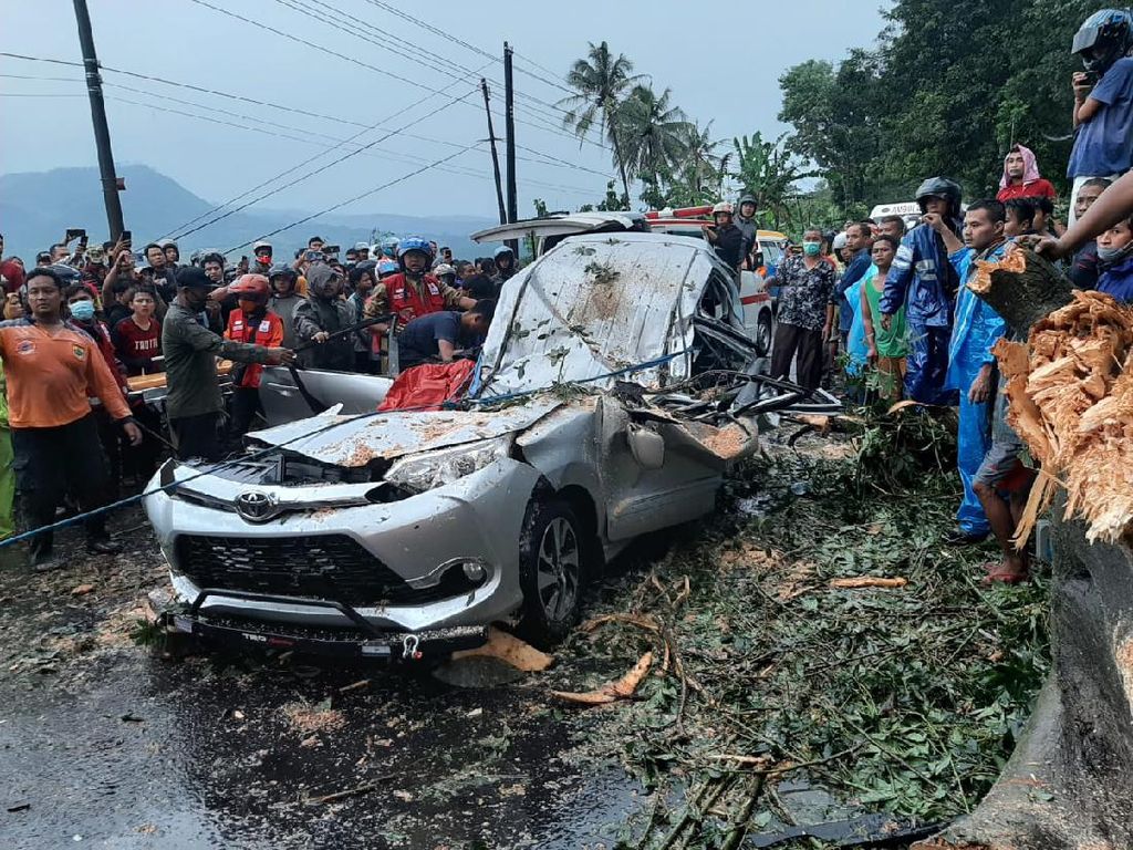 Pohon Randu Tumbang Timpa Mobil di Pemalang, 4 Orang Tewas Pohon Randu Tumbang Timpa Mobil di Pemalang, 4 Orang Tewas