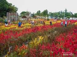 Pesona Wisata Taman Bunga Celosia di Pulau Belitung