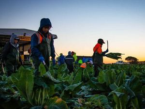 Seruan Pengampunan Bagi Pekerja Gelap di Australia Muncul Lagi karena Kekhawatiran Vaksinasi