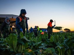 Seruan Pengampunan Bagi Pekerja Gelap di Australia Muncul Lagi karena Kekhawatiran Vaksinasi