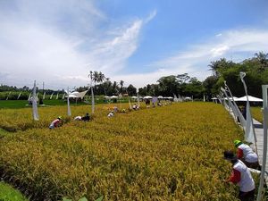 Ini Wisata Sawah di Borobudur, Mau Diduplikasi Mentan di Daerah Lain Ini Wisata Sawah di Borobudur, Mau Diduplikasi Mentan di Daerah Lain