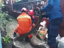 Petugas Damkar Evakuasi Ular Sanca Sepanjang 5 Meter di Jaktim
