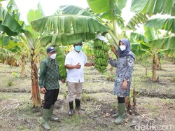 Tinjau Sentra Bibit Hortikultura, Bupati Ipuk: Buah Lokal Harus Jadi Juara