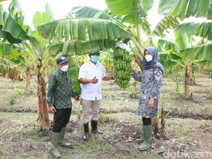 Tinjau Sentra Bibit Hortikultura, Bupati Ipuk: Buah Lokal Harus Jadi Juara Tinjau Sentra Bibit Hortikultura, Bupati Ipuk: Buah Lokal Harus Jadi Juara