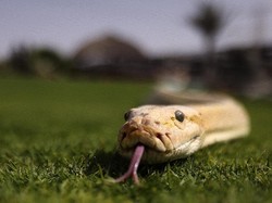 Seram, Ular Berbisa Masuk ke Dalam Mobil Warga