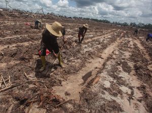 Prospek Singkong Sebagai Cadangan Pangan Nasional