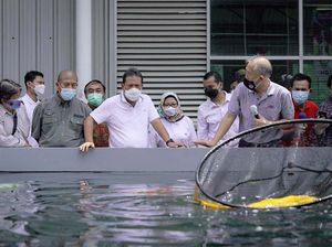 Pusat Koi dan Maskoki Nusantara Diresmikan di Cibinong